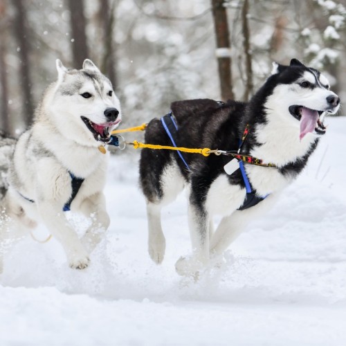 Увлекательный тур на хрустальный Байкал с комфортом: катание на коньках, Ольхон, Огой и Хобой