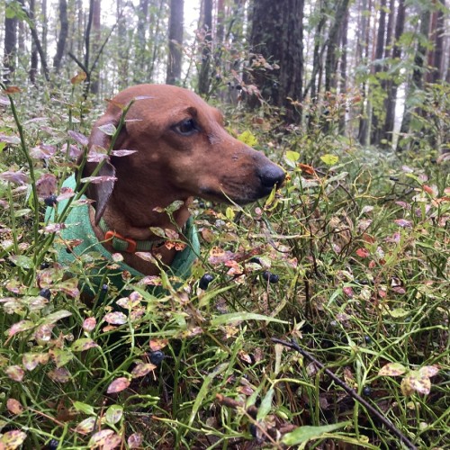 Едем с таксой по ленинским местам Петербурга