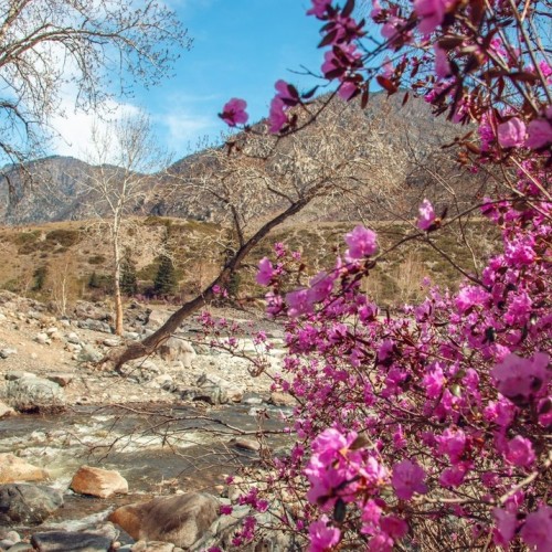 Автотур по весеннему Алтаю: фиолетовые горы и места силы