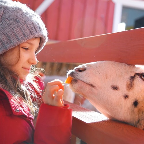Гастрономический Выборг — из Петербурга