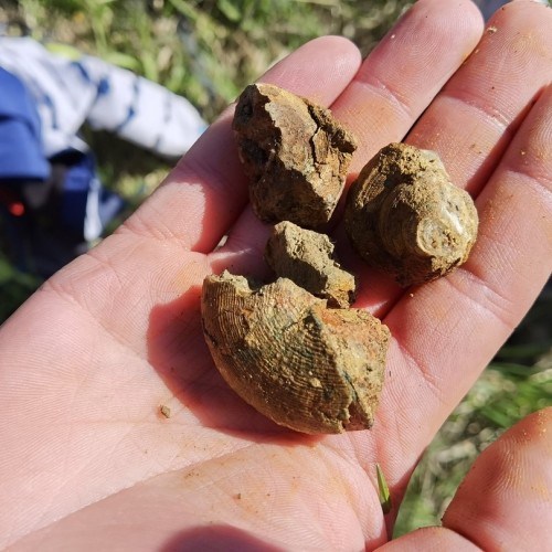 За окаменелостями музейного уровня в Ярославскую область с палеонтологом