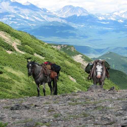 На лошадях к Корякскому вулкану с палатками. Всё включено