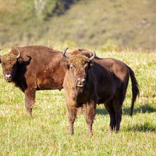 На Алтай из Новосибирска в мини-группе с проживанием в экодоме: топовые места и фермы