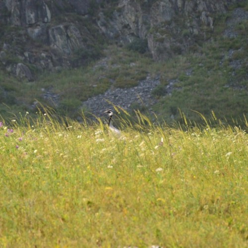 Треккинги к Мультинским озёрам и дом Рериха