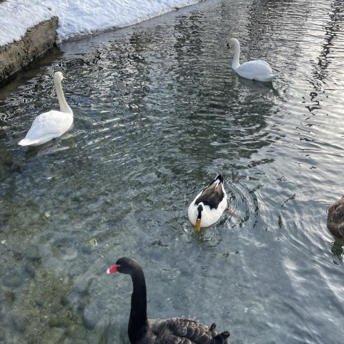 Приключение в горах Домбая и Архыза в мини-группе: прогулки, джипинг, катание верхом