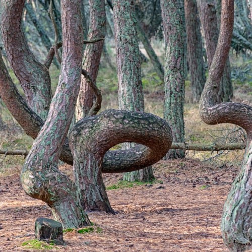 Увлекательные выходные: Калининград и курортные городки с местным гидом