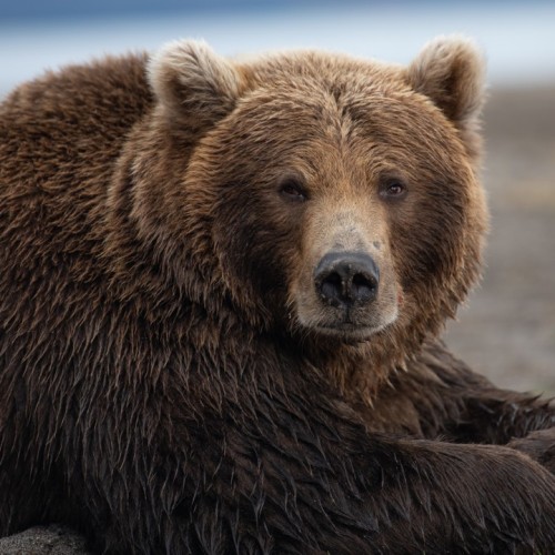 Увидеть душу Камчатки: джип-тур по неизведанным местам с круизом по Курильскому озеру (всё включено)