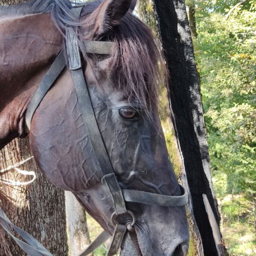 На лошадях по предгорьям Сочи: прогулки для новичков и опытных всадников