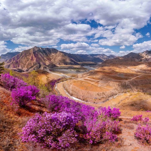 Лиловый наряд Алтая: путешествие по знаковым локациям и цветение маральника