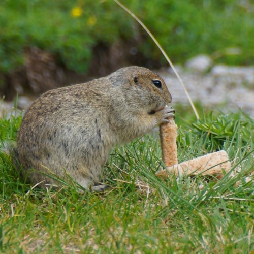 Высокогорный треккинг вокруг Эльбруса в Джилы-Су с проживанием в палатках