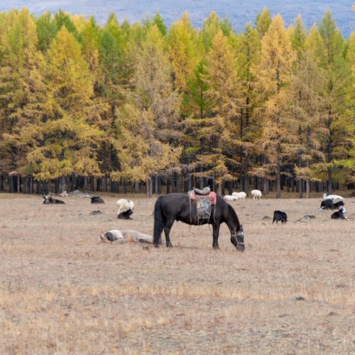 К местам силы из Иркутска: перезагрузка у высокогорного монгольского озера Хубсугул