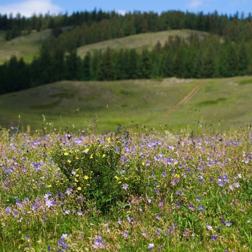 Наедине с Алтаем: высокогорные озёра, живописные долины и неземной ландшафт (всё включено)