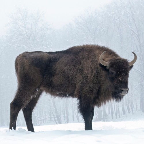 Своей компанией по Домбаю: Тебердинский заповедник, горы, пещеры, озёра