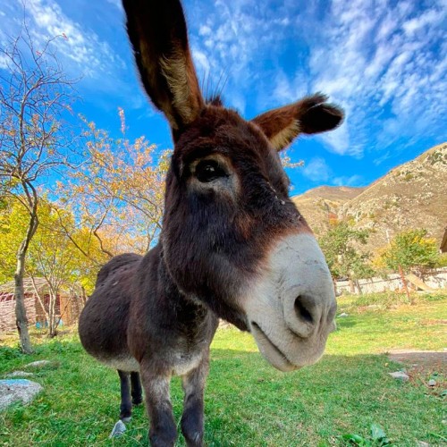 Семейный треккинг в Дигории с размещением в гостинице