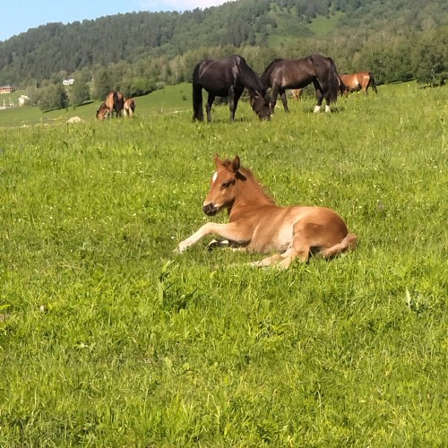 Загадки Алтая: тур с погружением в культуру и исследованием тайн (всё включено)