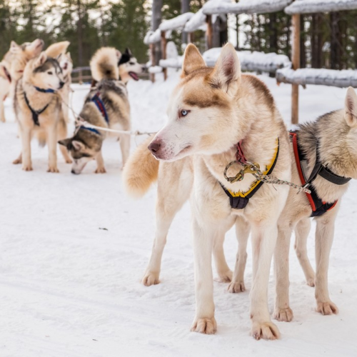 Дары Кольского полуострова в мини-группе: арктические деликатесы и культура саамов