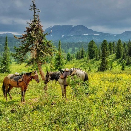 Верхом по Алтаю: конный тур для новичков с палатками (всё включено)