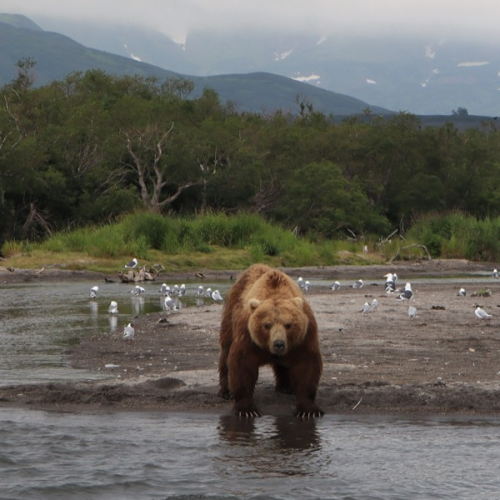 Камчатские приключения: треккинги, сплав, морские прогулки