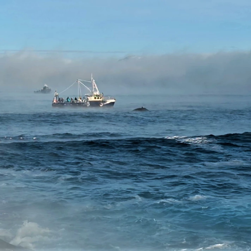 На Кольский в поисках китов и дельфинов мини-группой