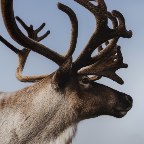 Арктический экспресс на внедорожнике: Мурманск, Кола и Териберка только для вашей компании
