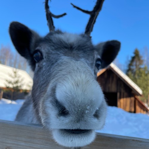 Долго будет Карелия сниться: тур по главным местам с заездом к Деду Морозу