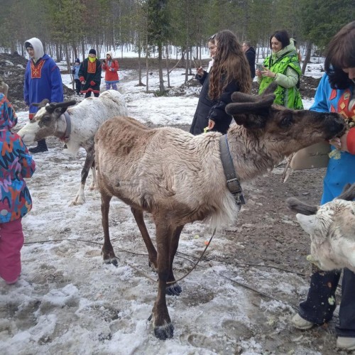 Зов Севера: Мурманск, Териберка, саамская деревня и прогулка по Баренцеву морю