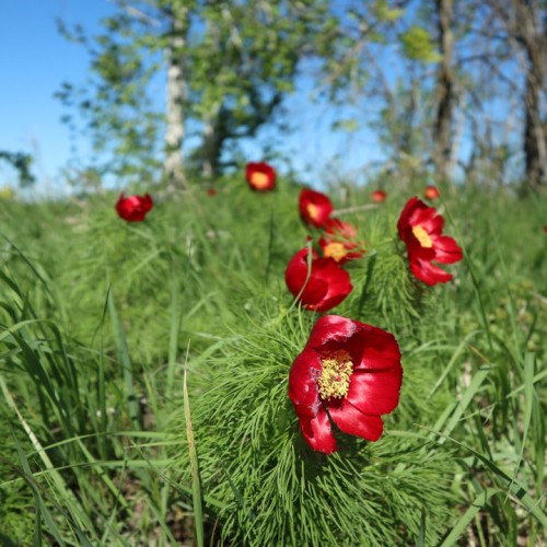 Волжские выходные в Хвалынске и Сызрани: цветущие пионы, театрализованная экскурсия и чаепитие