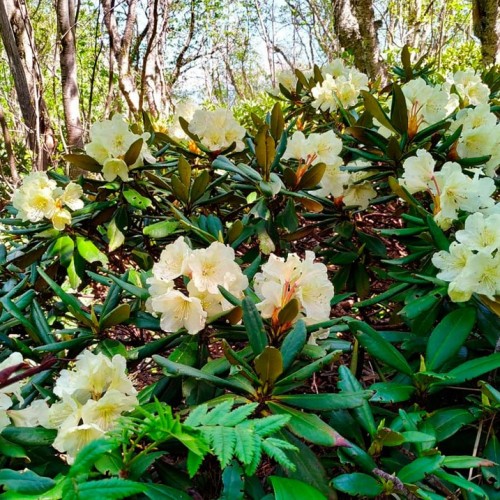 Семейный треккинг в Дигории с размещением в гостинице