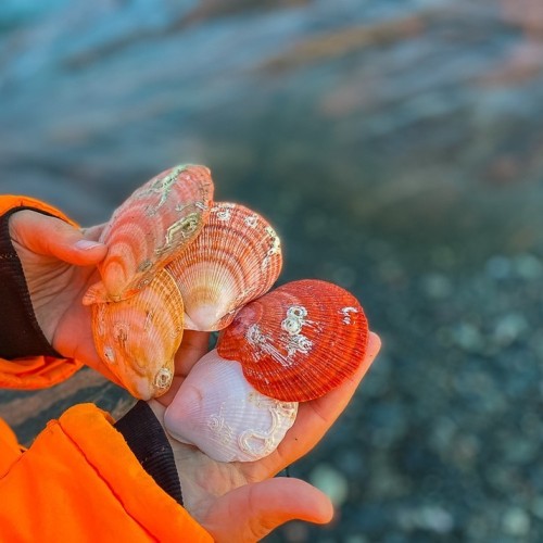 Экстремальная экспедиция на вездеходах: 1000 км вдоль Баренцева и Белого морей (всё включено)