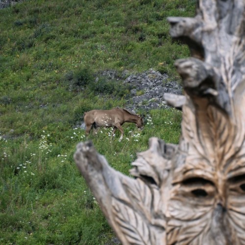 Неделя на Алтае: Телецкое озеро, Катунь и Чуйский тракт в мини-группе