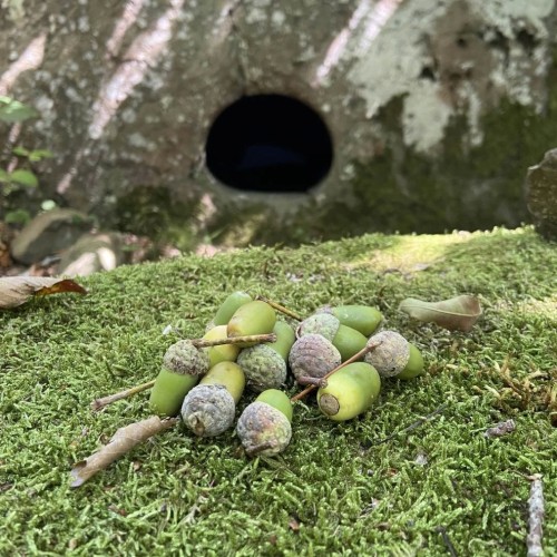 В гости к друиду: выходные в горной долине Шахе (мини-группа)
