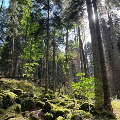 Экспресс-трип в Домбай с лёгкими треккингами: Алибекский водопад и Мусса-Ачитарские озёра