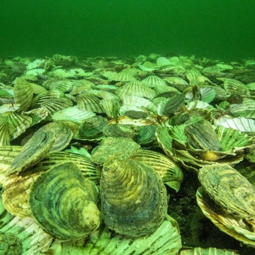 Поездка на остров Русский с посещением морской фермы