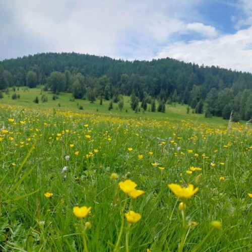 Горные перевалы и бирюзовые реки Алтая