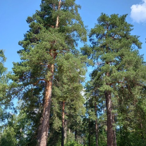 Приморский Парадиз — Сестрорецк, Репино, Комарово и Зеленогорск