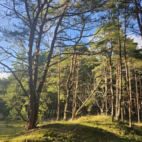 Индивидуальная поездка в Калининград: Балтийск, Светлогорск, Зеленоградск и Куршская коса