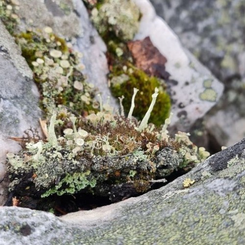 Детокс в Карелии: место силы, дары леса и походная романтика (всё включено)