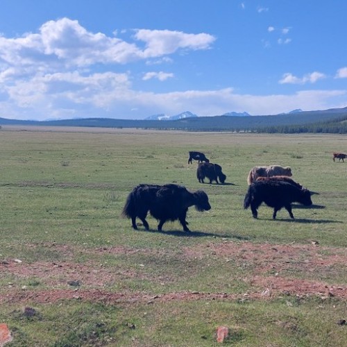 Подальше от цивилизации к озеру Хубсугул: индивидуальная поездка по Северной Монголии из Иркутска