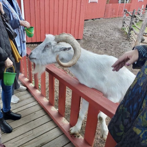 Ферма-парк «Илоранта» + дегустация сыров и сидра — из Санкт-Петербурга