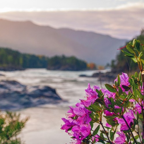 Автотур по весеннему Алтаю: фиолетовые горы и места силы