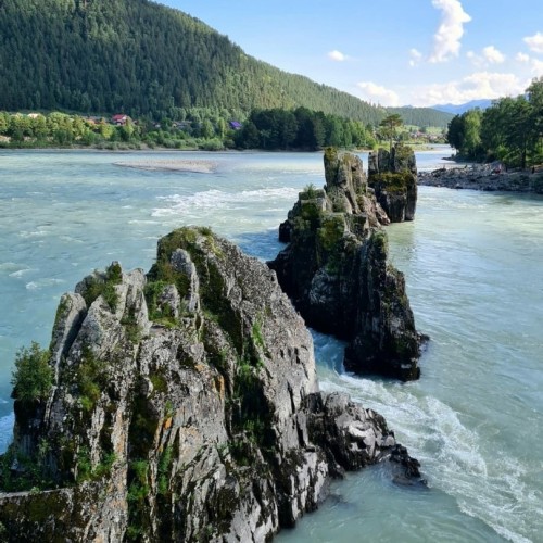 Лиловый наряд Алтая: путешествие по знаковым локациям и цветение маральника