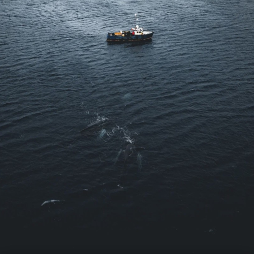 Арктические приключения: морская прогулка в поисках китов, Териберка и этническая деревня