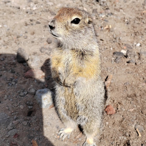 По Камчатке на джипе и снегоходах: индивидуальная поездка к вулканам, источникам и океану