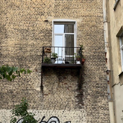 По Васильевскому с островитянином!