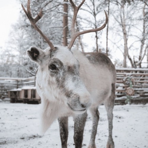 Териберка, Мурманск и деревня саамов: приключения на Кольском с поездкой за сиянием и поиском китов