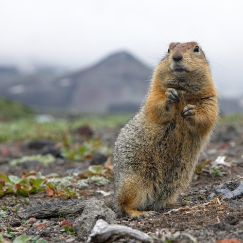 На Камчатке — вкусно есть: гастротур с рыбалкой и крабовой вечеринкой у океана