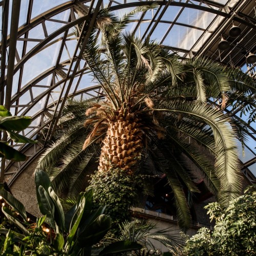 Концерт в оранжерее Таврического сада