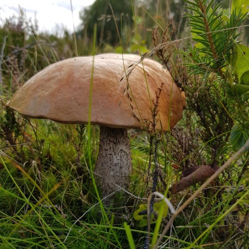 Ваше персональное путешествие вглубь веков: петроглифы, Кижи и Соловецкий монастырь