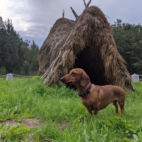 Едем с таксой по ленинским местам Петербурга