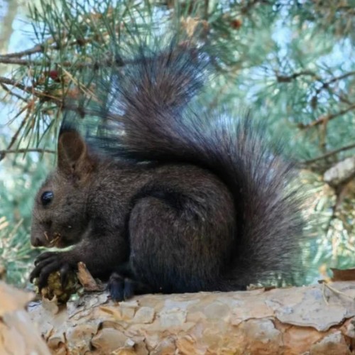 Комфортный треккинг в Приэльбрусье в мини-группе